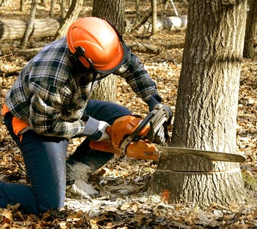 Tree Removal in Mineral, IL